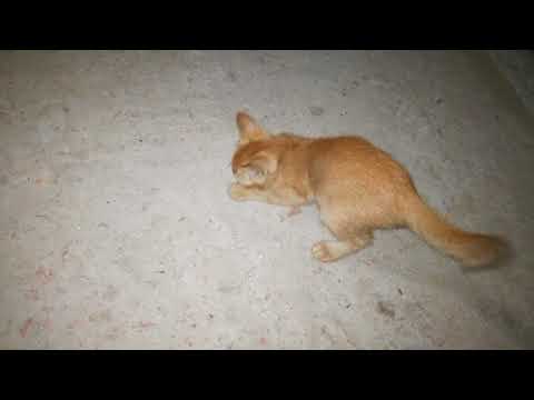 Funny Moment Of Cat & Cockroach
