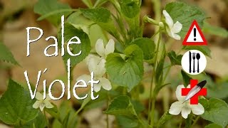 Pale Violet: Edible, Medicinal & Cautions