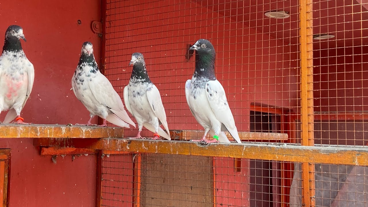 ٹیڈی مادی کا شوق کریں