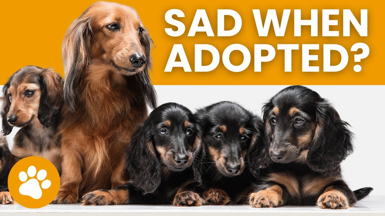 do-mom-dogs-miss-their-puppies-after-adoption-youtube