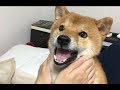 すぐキレる柴犬