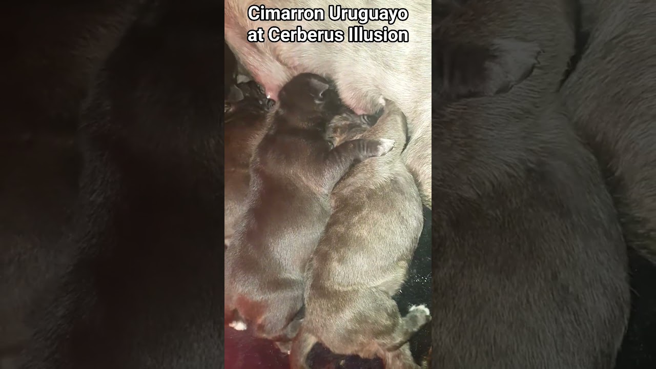 🐾🤩 Cimarron Uruguayo puppies at Cerberus Illusion Kennel love to eat 🐶🐾