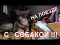 ПЕРЕЕЗЖАЕМ В КРАСНОДАР С СОБАКОЙ НА ПОЕЗДЕ, КАК ВЫГЛЯДИТ НОВОЕ КУПЕ