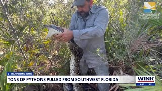 Python removal team in Naples hits 20-ton milestone in Everglades