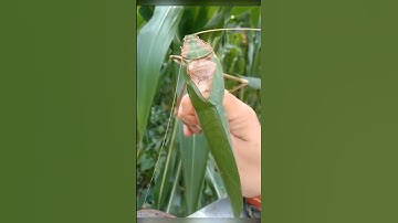 Animal sounds - GIANT LOCUST #shorts