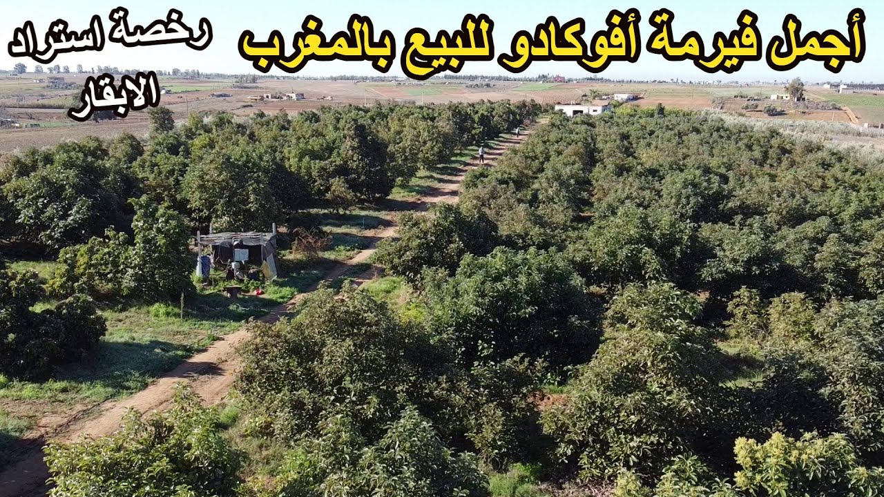 ✨أجمل فيرمة أفوكادو للاستثمار بأشجار كبيرة منتجة محفظة و مجهزة مع مداخيل ورخصة استراد الابقار ✨تيفلت