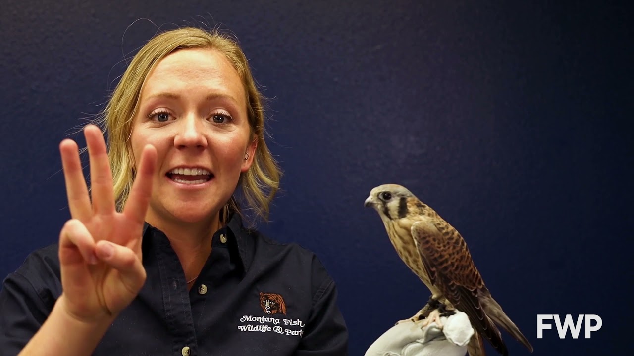 Raptor Rehabilitation And Release Programs for Injured Or Orphaned Birds  