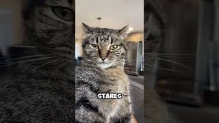 Meet The Tabby Cat The Cat That Doesnt Believe In Private Property