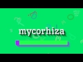 How to say "mycorhiza"! (High Quality Voices)