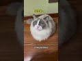 我家猫昨晚的异常行为 让我家娃避免了一场意外 我家猫昨晚的异常行为 让我家娃避免了一场意外