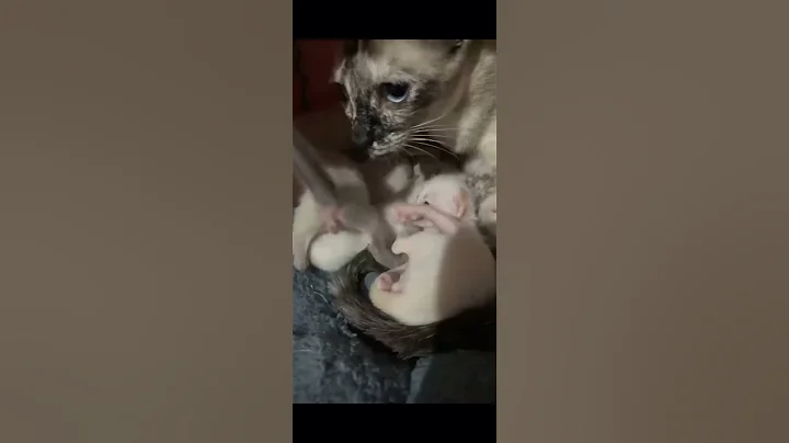 Watch the video about Sushi and her Siamese kitten’s #cat #animals subscribe and comment have a great day thank you