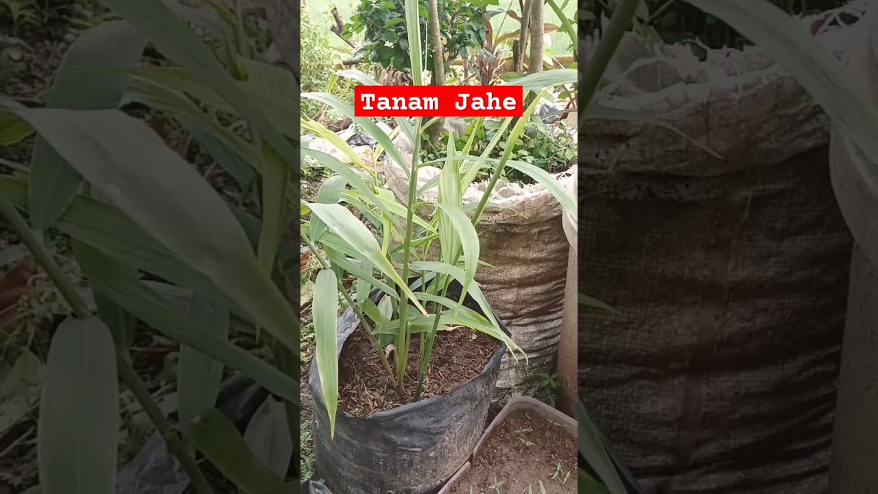 cara menanam jahe yang benar 