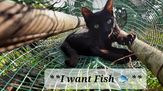 Little Kitten  Emo Loves Fish  Unlock Wings