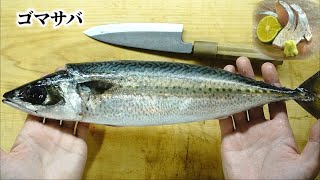 しめ鯖 ゴマサバとマサバの違いとは 捌き方 旬 刺身 Youtube