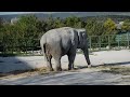 Слоны - интересные животные. Часть 2