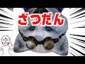 ざつだん