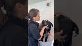 Refusing to groom a giant dog 😭#fail #canecorso #doggroomer #puppy #fyp #foryoupage #help #dog