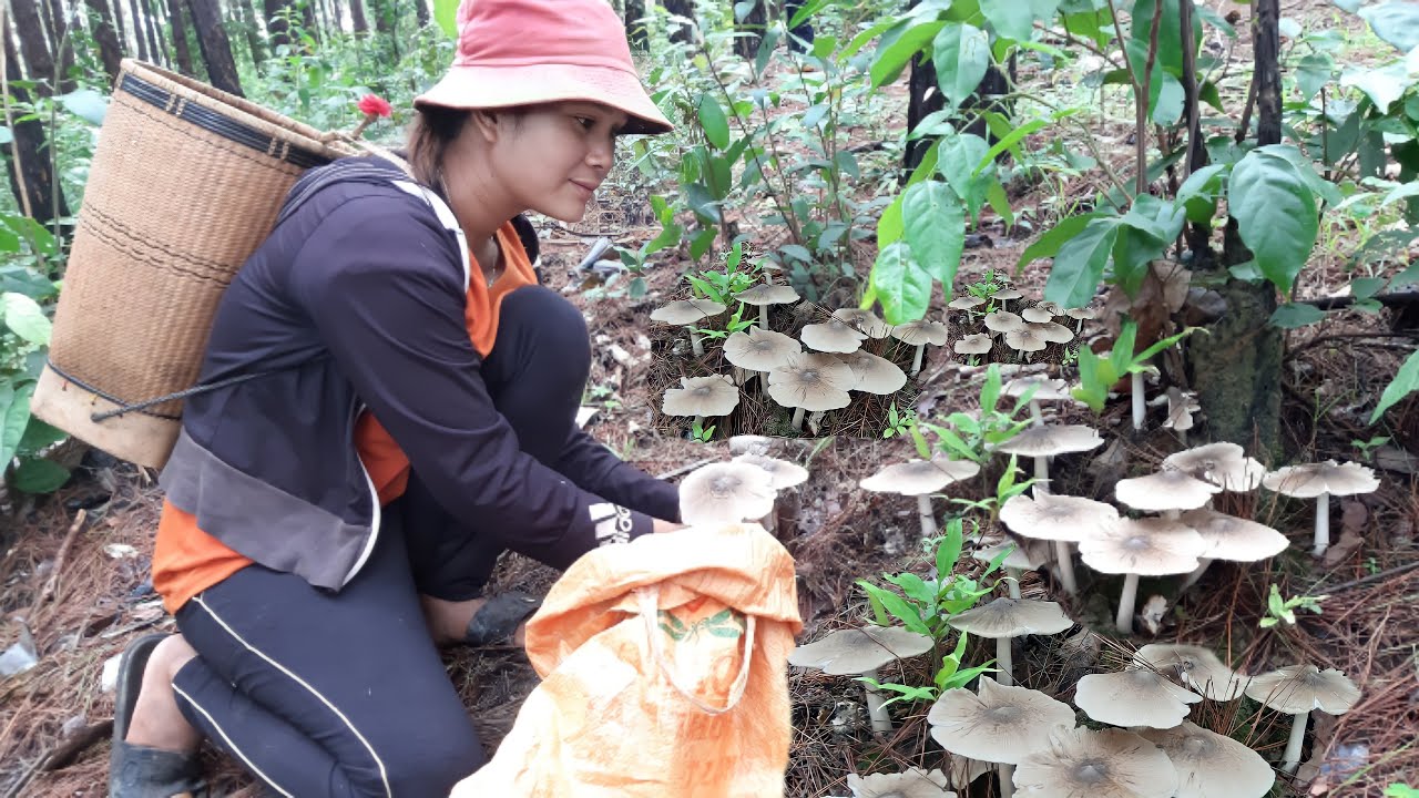 yal che chŏh tơlơi jrai | Ngă ƀơyô ƀĭ đang ngă pơjang ƀĭ jơ̆ng | Liên khúc dân ca jrai