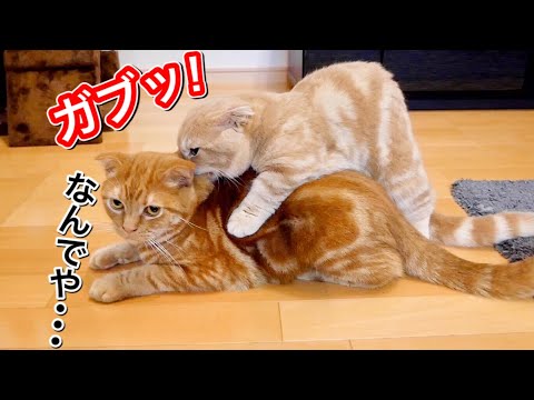 兄猫を可愛がると全力でキレる短足マンチカンが理不尽すぎた...