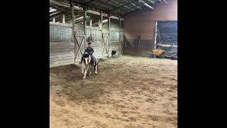 Sells Sept. 7, 2024 Mt Airy Horse & Tack Sale