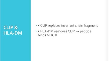 Kuby Immunology - Chapter 5 PPT 2: Antigen Processing & Presentation