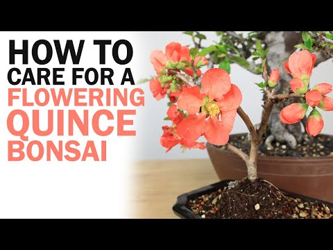 How to Care for a Flowering Quince Bonsai