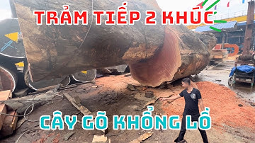 Xuống đao dứt tiếp khúc giữa và khúc gốc cây gỗ khủng long | nội thất hương chi