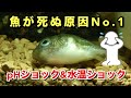 【必見】魚がすぐ死ぬ原因はコレ！pH・水温ショックを防ぐ水合わせ法