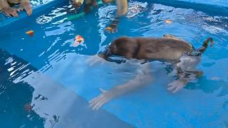 Wow, amazing 😱🤗Monty the baby monkey dives to get his food.