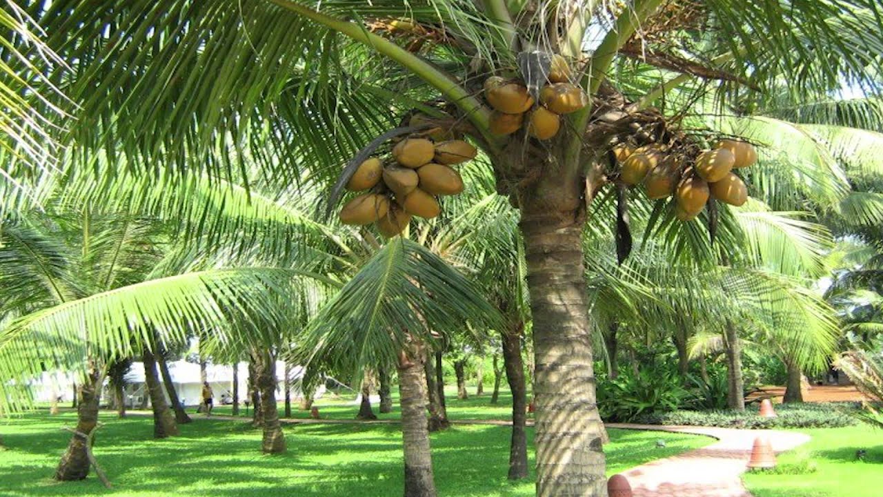 Кокос это ягода или орех. Coconut Caribbean.