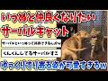 【2ch動物スレ】いっぬとどうしても仲良くなりたい【サーバルキャット】がゆっくりすり寄る姿が可愛すぎると話題にｗｗｗ