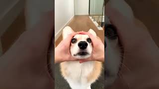 cute corgi action #shorts