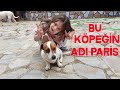 Bu Köpeğin Adı Paris Çok Sevimli