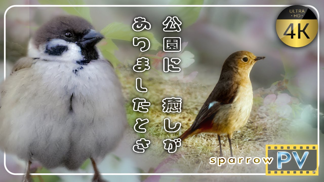 スズメ日誌｜跳ねる🦘食べる🍚都市公園の鳥たちは、元気いっぱい💪🏻でした。【チュン探訪】2025.03.22