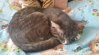 My sleepy cats