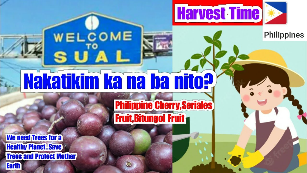 HARVESTING PHILIPPINE CHERRY BITUNGOL FRUIT SERIALES FRUIT