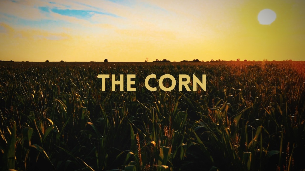 The Corn