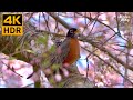 Cat TV Relax Your Cat 😺❤️ Beautiful Birds and Cherry Blossoms 🐦 Bunnies and Spring Flowers (4K HDR)