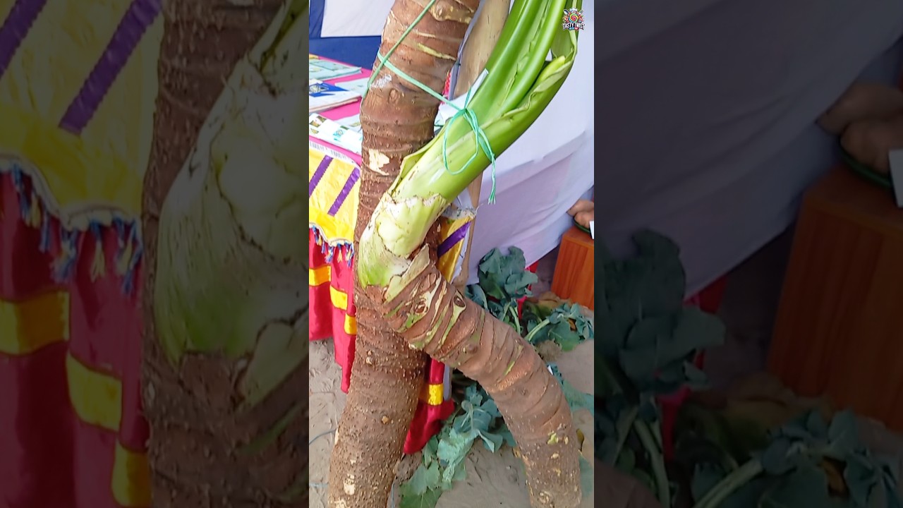 Giant Taro Plant! Unbelievably Long!  | 