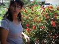 Plant Lantana Flowers in your Garden Plant Lantana Flowers in your Garden
