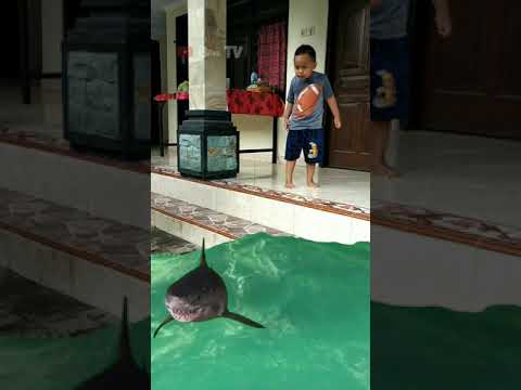 Video: Apakah Lensa Ikan Paus?