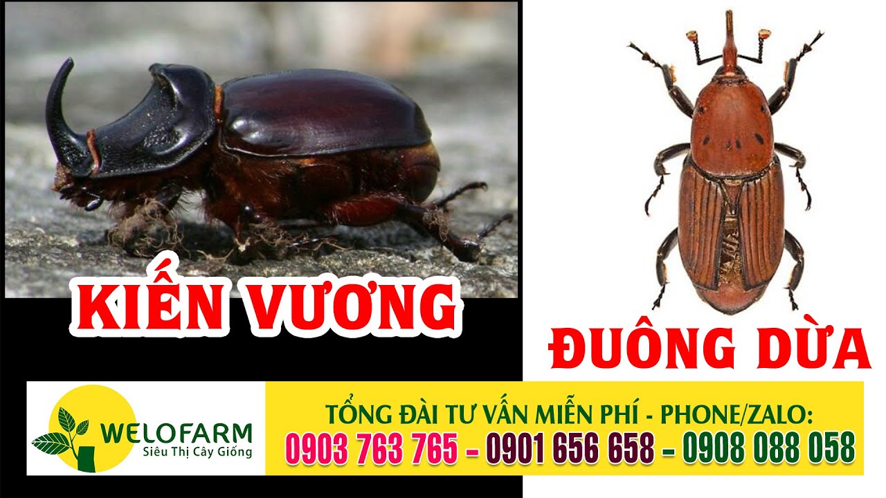 ✅ Cách trị Kiến Vương và đuông dừa - Kỹ thuật trồng dừa - youtube
