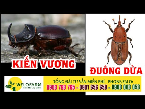 Video ✅ Cách trị Kiến Vương và đuông dừa - Kỹ thuật trồng dừa - youtube