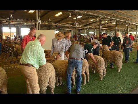 देखिये भेड़ से ऊन को कैसे अलग किया जाता है | Harvesting wool