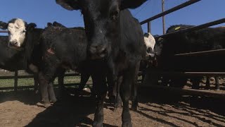 Cattle theft an on-going problem across the South Plains