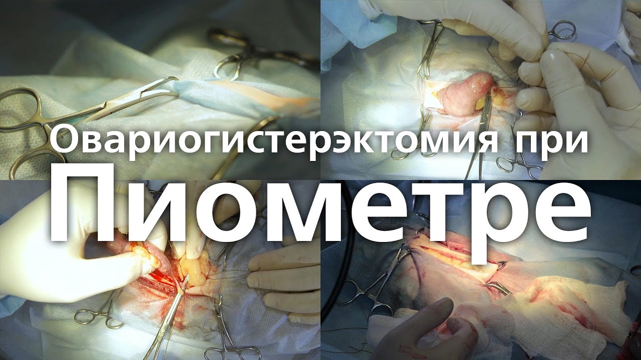 Симптоми піометри у жінок