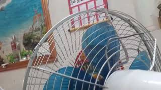 Quạt Lửng Toshiba Gang Sắt Mặt Phay Cánh 35,Zin Đẹp,Bao Chạy Hoàn Hảo.lh0975701559