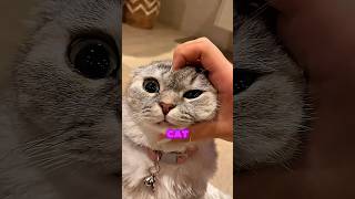 This Cat Looks Impossible to Ignore 😻 Cutest Folded Ear Cat Ever #cuteanimal #scottishfold