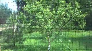 Apple Orchard 'A' Series -Part 2  - Sandhill Orchards