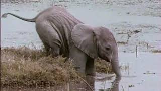 TERANOJ – La filmo Earthlings kun subtekstoj en Esperanto.